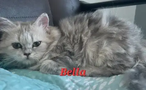 Bella photo 3