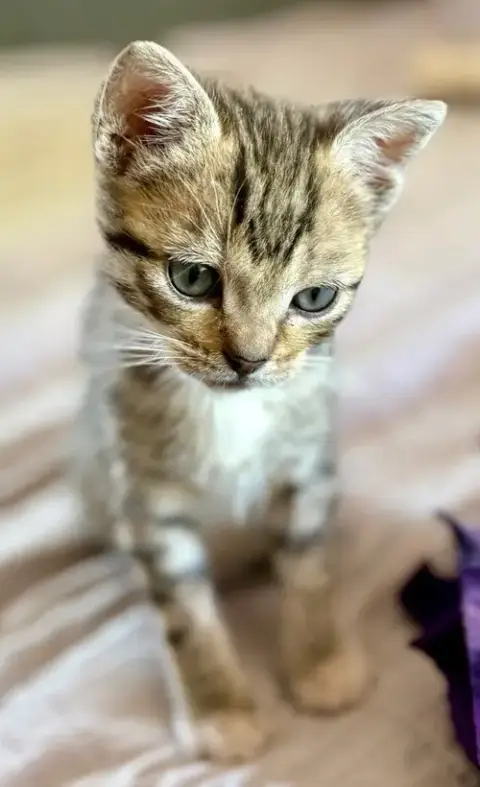 Parsley