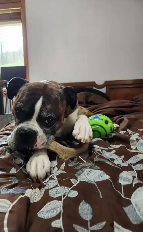 Rocko photo 2