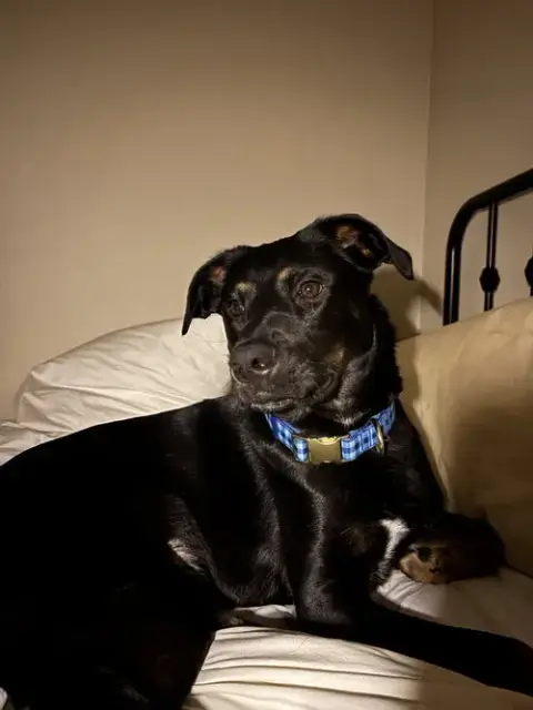 Cooper Boy