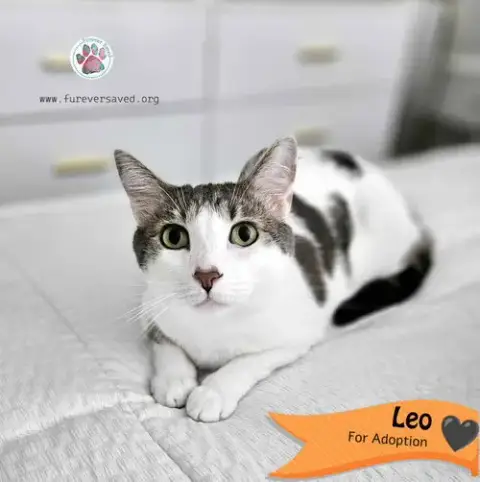 Leo photo 2