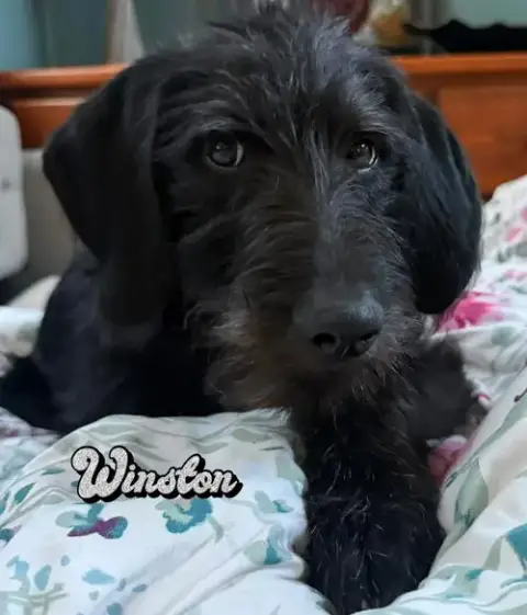 Winston photo 3