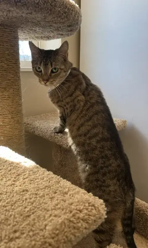Peanut