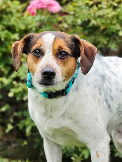 Pocky