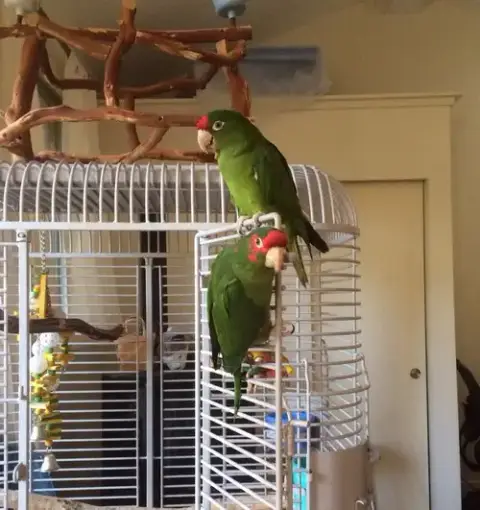 Sebastian