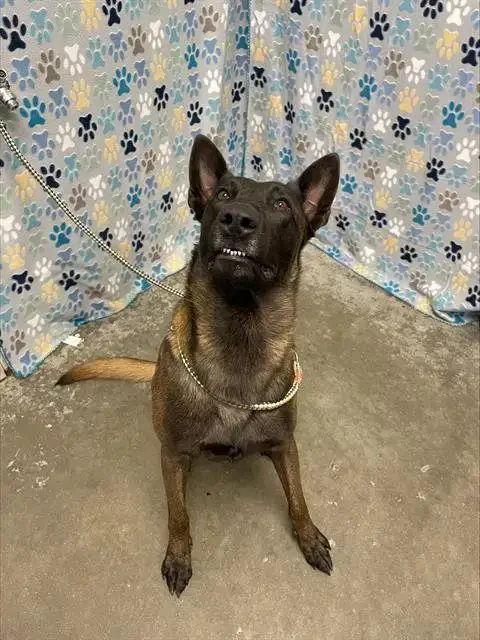 Sparky