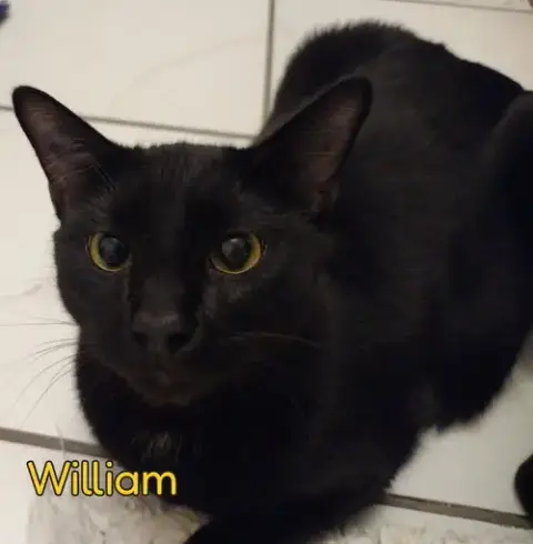William