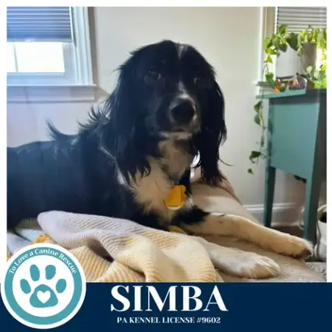 Simba 020726 photo 2
