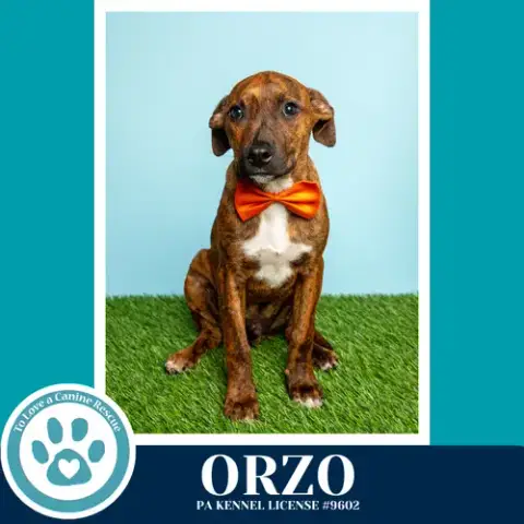 Orzo