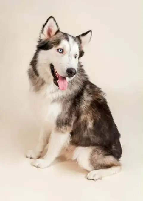 Lobo photo 2