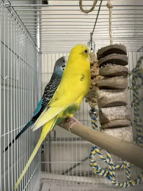 Sunny