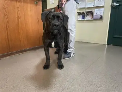 Pepper
