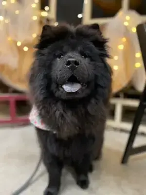 Nellie
