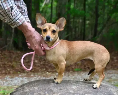 Penny photo 3