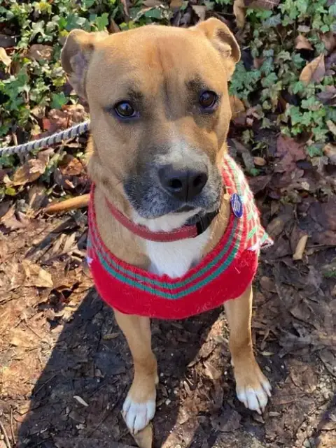 Roscoe photo 2
