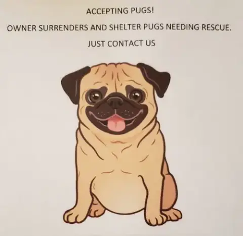Accepting Pugs Into Foster Care