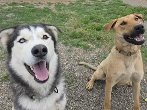 Koda photo 2
