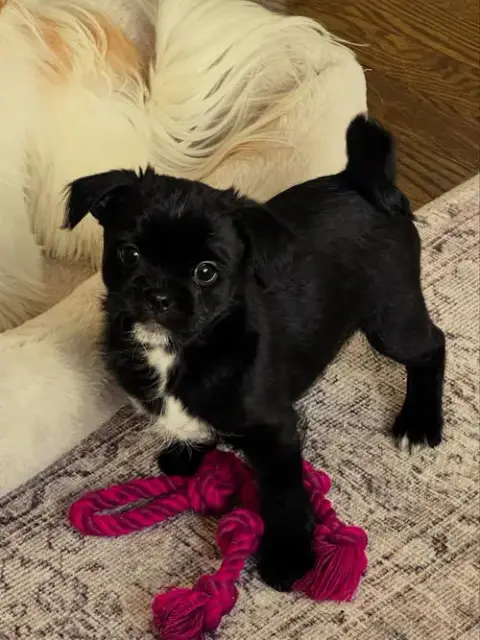 Colonel Bob Buttons photo 3