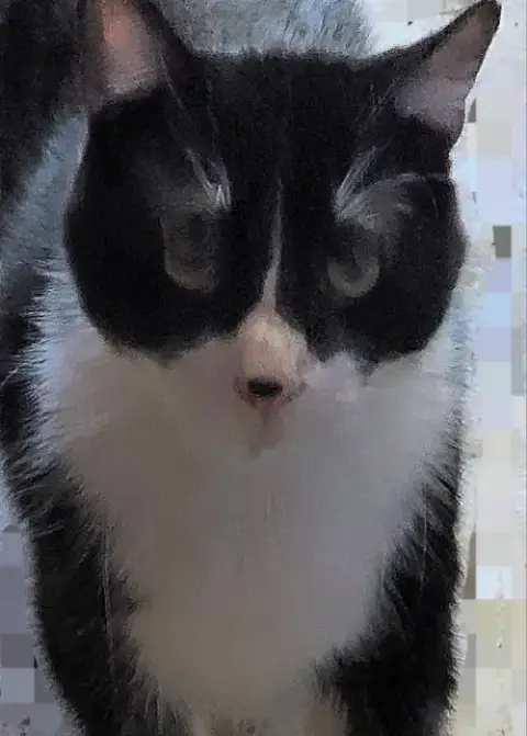 Galaxy photo 4