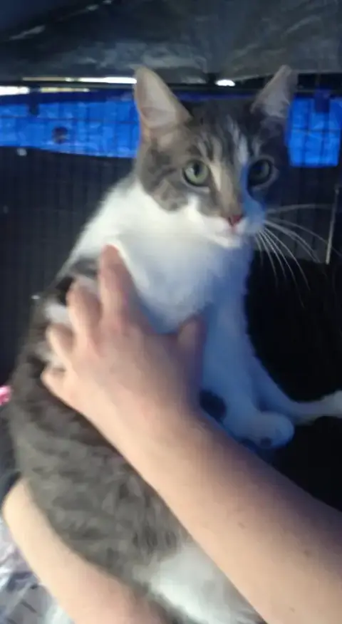 Mousie photo 3