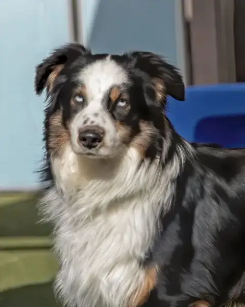 Dakota