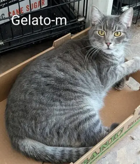 Gelato photo 2