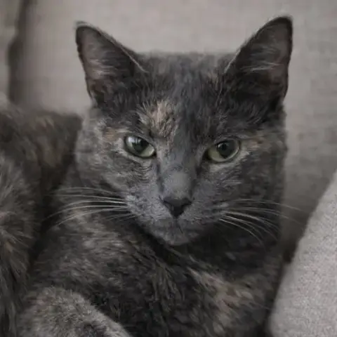 Annabella