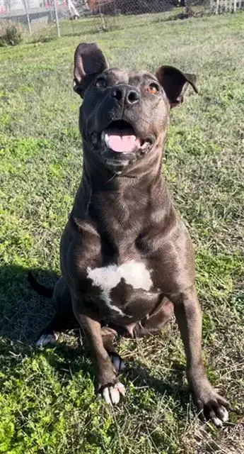 Bonnie