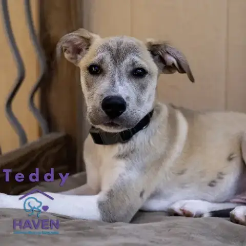 Teddy photo 2