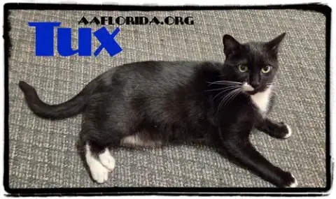 Fiji Tux photo 2