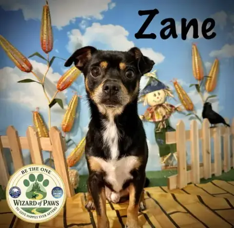 Zane