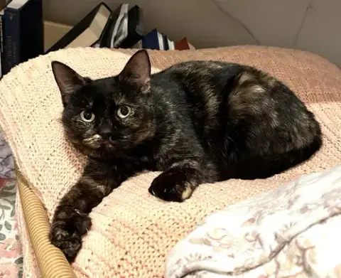 Kitty Exciting Elsa photo 4