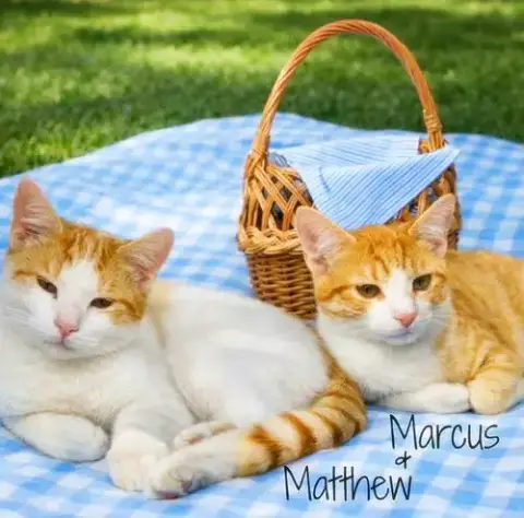 Marcus *Kitten*