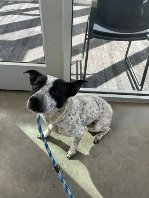 Pepper photo 2