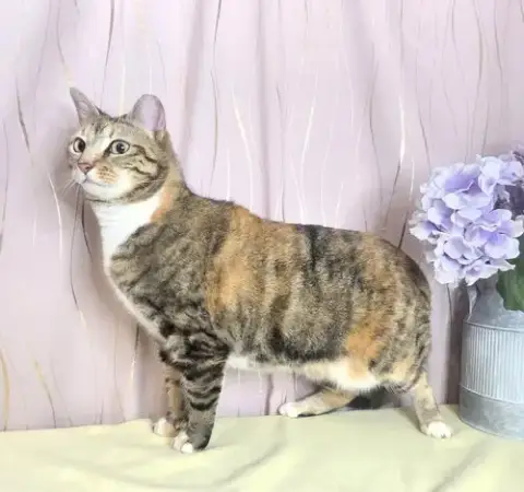 Calico photo 4