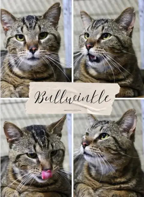 Bullwinkle Fee Waived