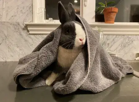 Lil Bun photo 3