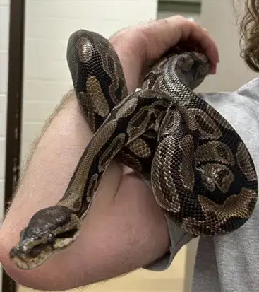 Pandora