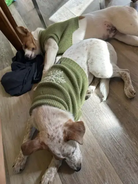 Roscoe photo 4