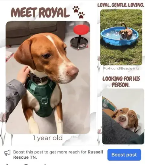 Royal Cp