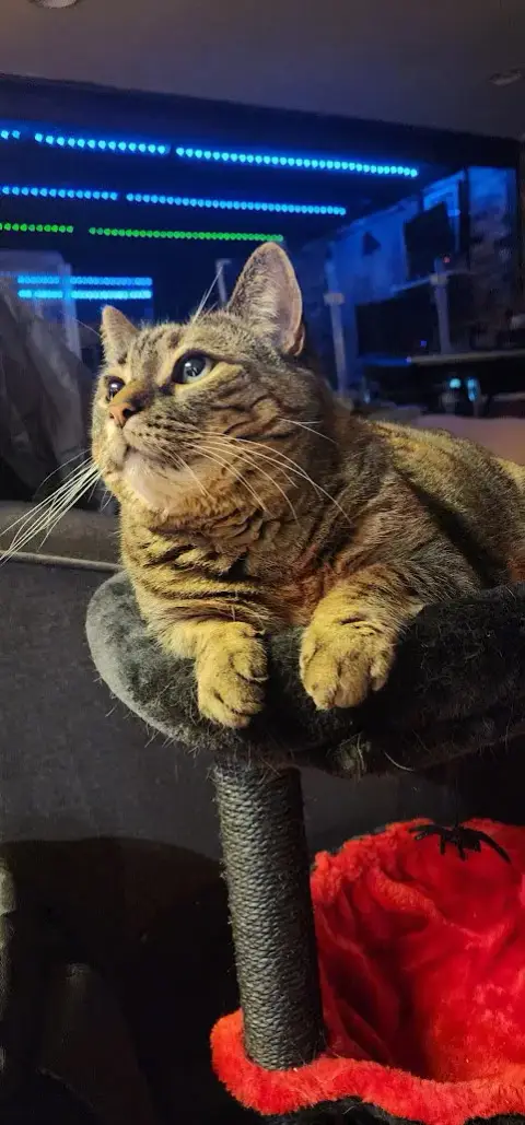 Delilah