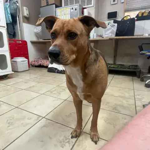 Nala