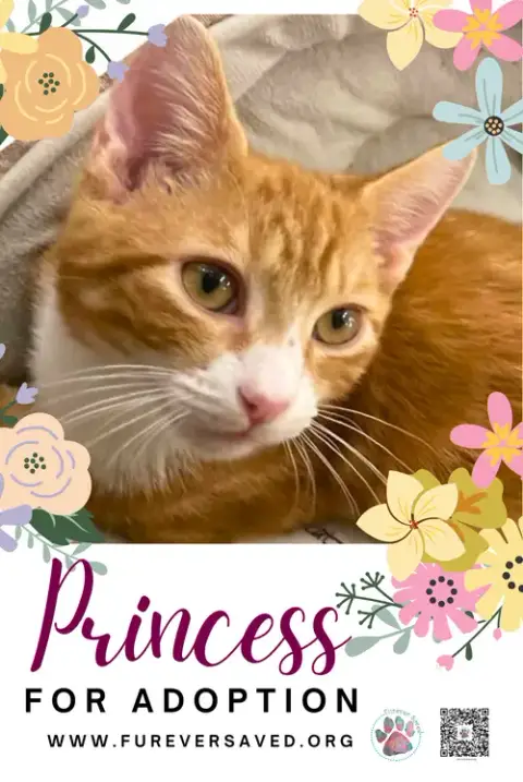 Princess photo 2