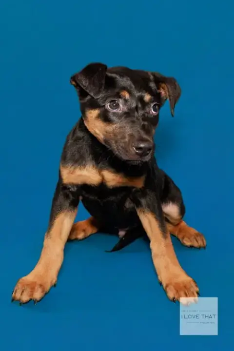 Maximus