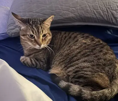 Tooncy Kitty photo 3