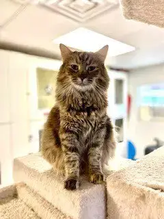 Marese photo 4