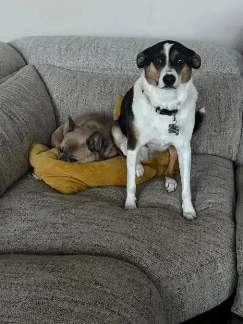 Mochi