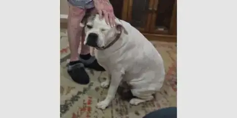 Rosie Vi