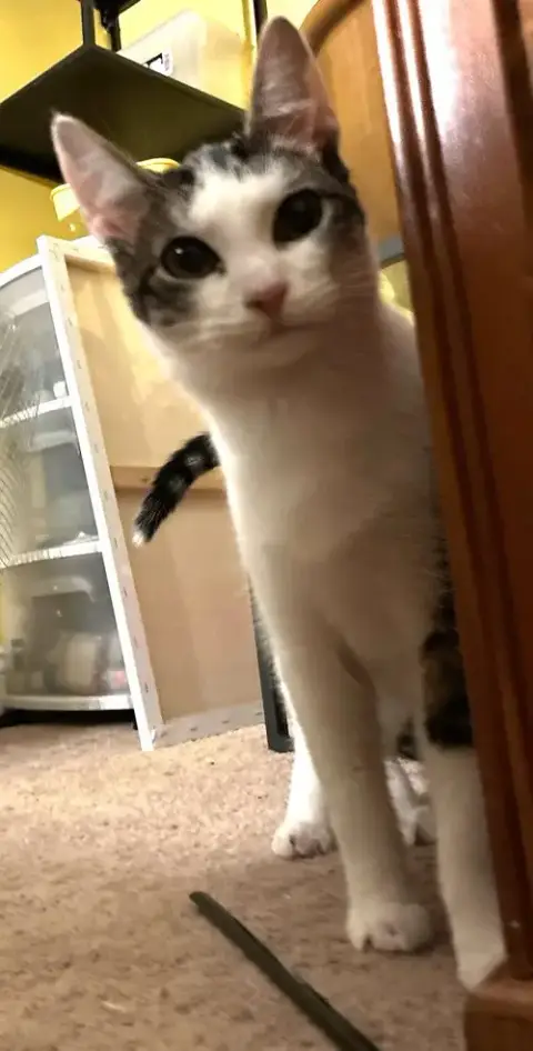 Jack