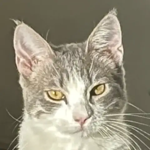 Piccolo photo 4